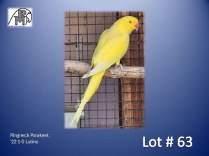 1 '22 Ringneck Parakeet: Lutino x Lutino - Mike Riley