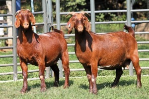 1X PREGNANT FLOCK 4-337 KALAHARI REDS EWE TOTALE UITVERKOPING MAGGIESDAL