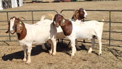 3X BOERGOAT FLOCK 4-204, 11-535, 11-533 EWE KRUISRIVIER BOERBOK STOET