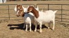 3X BOERGOAT FLOCK 4-268, 11-348, 11-528 EWE KRUISRIVIER BOERBOK STOET