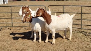 3X BOERGOAT FLOCK 4-268, 11-348, 11-528 EWE KRUISRIVIER BOERBOK STOET