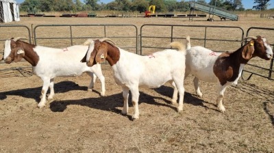 3X BOERGOAT FLOCK 11-522, 11-525, 11-532 EWE KRUISRIVIER BOERBOK STOET