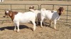 3X BOERGOAT FLOCK 4-279, 4-320, 4-302 EWE KRUISRIVIER BOERBOK STOET