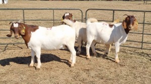 3X BOERGOAT FLOCK 4-279, 4-320, 4-302 EWE KRUISRIVIER BOERBOK STOET