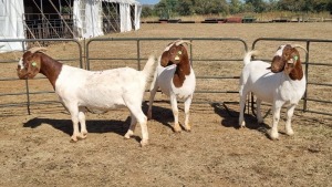 3X BOERGOAT FLOCK 4-326,4-329, 11-534 EWE KRUISRIVIER BOERBOK STOET