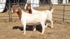 2X BOERGOAT STUD 11-060, 11-091 EWE KRUISRIVIER BOERBOK STOET