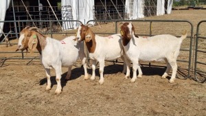 3X BOERGOAT FLOCK 4-197, 11-358, 11-354 EWE KRUISRIVIER BOERBOK STOET