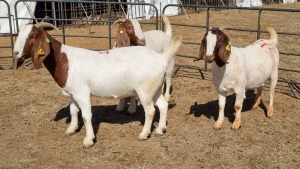 3X BOERGOAT FLOCK 4-144, 4-317, 4-304 EWE KRUISRIVIER BOERBOK STOET