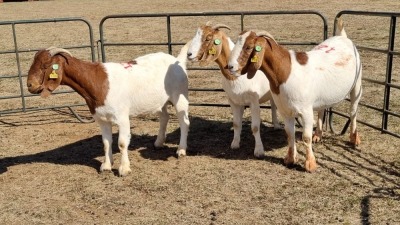 3X BOERGOAT FLOCK 4-307, 4-318, 4-319 EWE KRUISRIVIER BOERBOK STOET