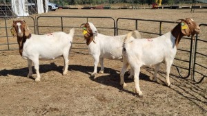 3X BOERGOAT FLOCK 11-350, 11-531, 11-526 EWE KRUISRIVIER BOERBOK STOET