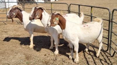 3X BOERGOAT FLOCK 11-343, 11-355, 11-356 EWE KRUISRIVIER BOERBOK STOET