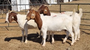 3X BOERGOAT FLOCK 11-353, 11-352, 11-530 EWE KRUISRIVIER BOERBOK STOET