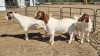 3X BOERGOAT FLOCK 11-524, 11-357, 11-523 EWE KRUISRIVIER BOERBOK STOET