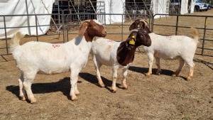 3X BOERGOAT FLOCK 4-233, 4-330, 4-331 EWE KRUISRIVIER BOERBOK STOET