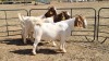 3X BOERGOAT FLOCK 11-347, 4-315, 11-359 EWE KRUISRIVIER BOERBOK STOET