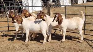 5X BOERGOAT COMMERCIAL EWE KRUISRIVIER BOERBOK STOET