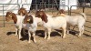 6X BOERGOAT COMMERCIAL EWE KRUISRIVIER BOERBOK STOET