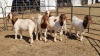 5X BOERGOAT COMMERCIAL EWE KRUISRIVIER BOERBOK STOET