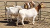 3X BOERGOAT FLOCK 11-529, 11-346, 11-344 EWE KRUISRIVIER BOERBOK STOET