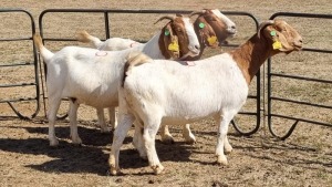 3X BOERGOAT FLOCK 11-529, 11-346, 11-344 EWE KRUISRIVIER BOERBOK STOET