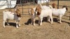 5X BOERGOAT COMMERCIAL EWE KRUISRIVIER BOERBOK STOET