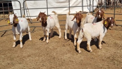 5X BOERGOAT COMMERCIAL EWE KRUISRIVIER BOERBOK STOET