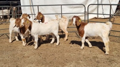 5X BOERGOAT COMMERCIAL EWE KRUISRIVIER BOERBOK STOET