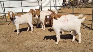 5X BOERGOAT COMMERCIAL EWE KRUISRIVIER BOERBOK STOET