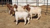 5X BOERGOAT COMMERCIAL EWE KRUISRIVIER BOERBOK STOET