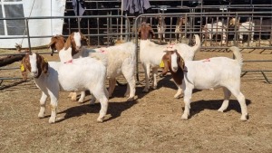 5X BOERGOAT COMMERCIAL EWE KRUISRIVIER BOERBOK STOET