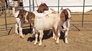 4X BOERGOAT COMMERCIAL EWE KRUISRIVIER BOERBOK STOET