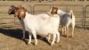 3X BOERGOAT COMMERCIAL EWE KRUISRIVIER BOERBOK STOET