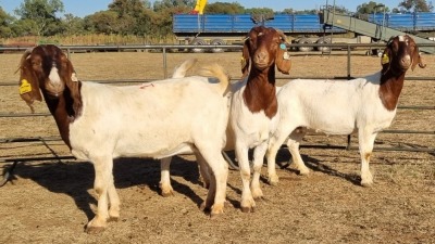 3X BOERGOAT COMMERCIAL EWE KRUISRIVIER BOERBOK STOET