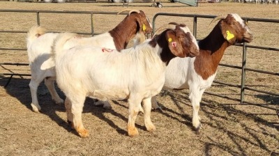 3X BOERGOAT COMMERCIAL EWE KRUISRIVIER BOERBOK STOET