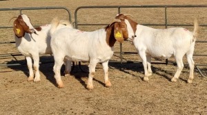 3X BOERGOAT COMMERCIAL EWE KRUISRIVIER BOERBOK STOET