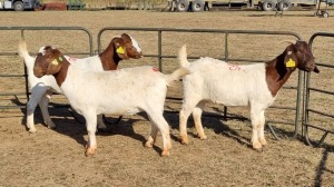 3X BOERGOAT COMMERCIAL EWE KRUISRIVIER BOERBOK STOET