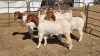 5X BOERGOAT COMMERCIAL EWE KRUISRIVIER BOERBOK STOET