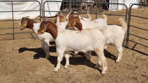 5X BOERGOAT COMMERCIAL EWE KRUISRIVIER BOERBOK STOET