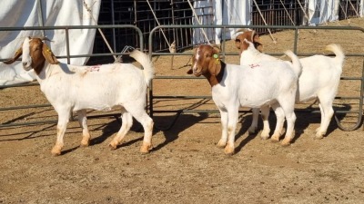 3X BOERGOAT COMMERCIAL EWE KRUISRIVIER BOERBOK STOET