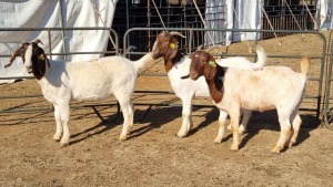 3X BOERGOAT COMMERCIAL EWE KRUISRIVIER BOERBOK STOET