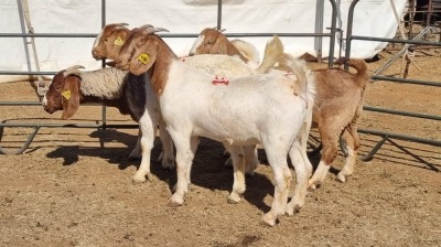 4X BOERGOAT COMMERCIAL EWE KRUISRIVIER BOERBOK STOET