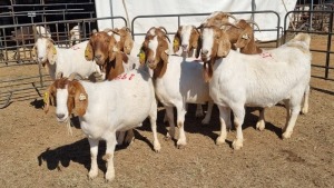 10X BOERGOAT COMMERCIAL EWE KRUISRIVIER BOERBOK STOET