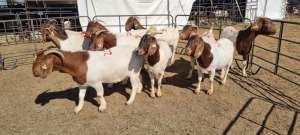 10X BOERGOAT COMMERCIAL EWE KRUISRIVIER BOERBOK STOET