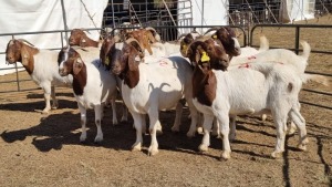 10X BOERGOAT COMMERCIAL EWE KRUISRIVIER BOERBOK STOET