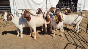 10X BOERGOAT COMMERCIAL EWE KRUISRIVIER BOERBOK STOET