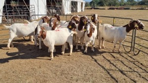 10X BOERGOAT COMMERCIAL EWE KRUISRIVIER BOERBOK STOET