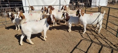 10X BOERGOAT COMMERCIAL EWE KRUISRIVIER BOERBOK STOET