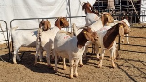 7X BOERGOAT COMMERCIAL EWE KRUISRIVIER BOERBOK STOET