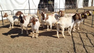 10X BOERGOAT COMMERCIAL EWE KRUISRIVIER BOERBOK STOET