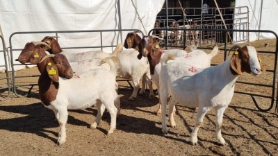 7X BOERGOAT COMMERCIAL EWE KRUISRIVIER BOERBOK STOET